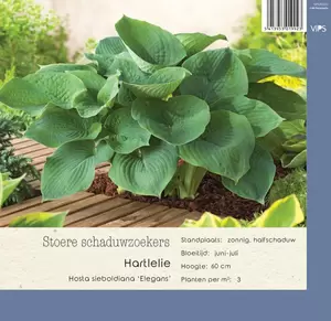 VIPS Hosta sieboldiana Elegans  P9