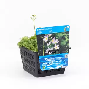 Hottonia palustris - afbeelding 2
