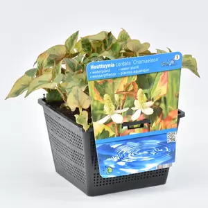 Houttuynia cordata 'Chameleon' - afbeelding 2