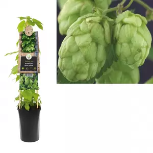 Humulus lupulus 'Nordbrau'