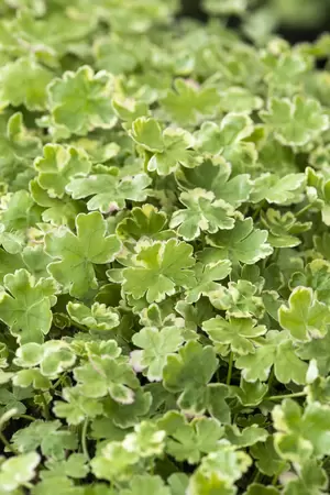 Hydrocotyle sib. Variegata - afbeelding 2