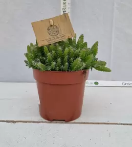 Hylocereus undatus P10.5 - afbeelding 2