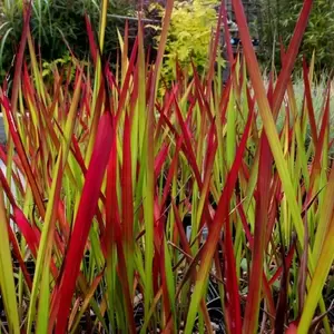 Imperata Red Baron