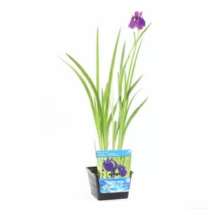 Iris kaempferi - afbeelding 2