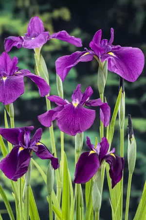 Iris kaempferi - afbeelding 2