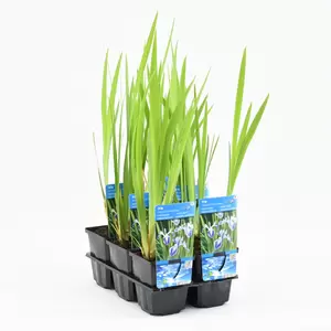 Iris laevigata 'Mottled Beauty' - afbeelding 2