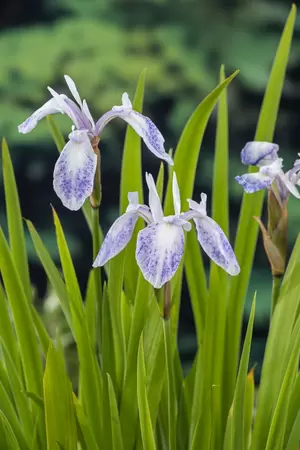Iris laevigata 'Mottled Beauty' - afbeelding 2