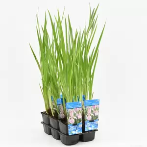 Iris laevigata 'Rose Queen' - afbeelding 2