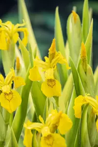 Iris pseudacorus 'Variegata' - afbeelding 2