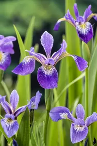 Iris versicolor - afbeelding 2