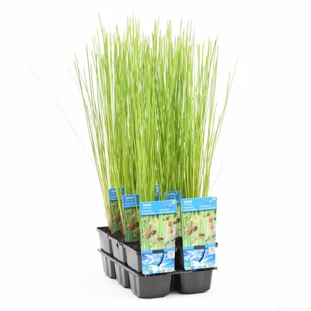 Juncus effusus - afbeelding 1