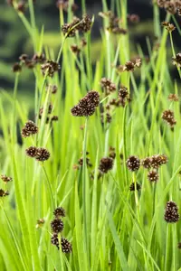 Juncus effusus - afbeelding 2