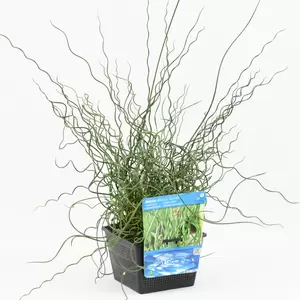 Juncus effusus 'Spiralis' - afbeelding 1