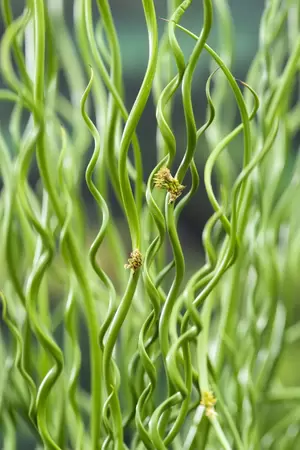 Juncus effusus 'Spiralis' - afbeelding 2