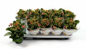 Kalanchoe blos. 'Favor Bella Rosa' P10.5