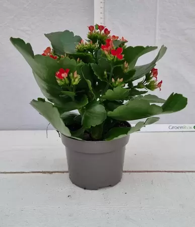 Kalanchoe blos. Rood P10,5 - afbeelding 2