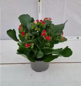 Kalanchoe blos. Rood P10,5 - afbeelding 3