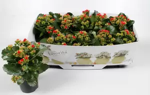 Kalanchoe blos. Rood P10,5 - afbeelding 1