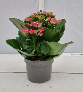 Kalanchoe blos. Rose P10,5 - afbeelding 2