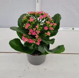 Kalanchoe blos. Rose P10,5 - afbeelding 3