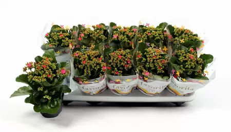 Kalanchoe blos. Rose P10,5 - afbeelding 1