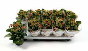 Kalanchoe blos. Rose P10,5 - afbeelding 3
