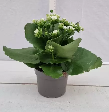 Kalanchoe blossfeldiana P10,5 - afbeelding 1