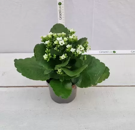 Kalanchoe blossfeldiana P10,5 - afbeelding 2