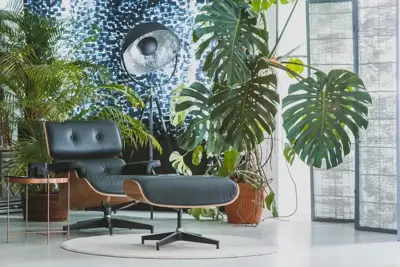 Kamerplanten