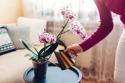 Kamerplanten bloeiend