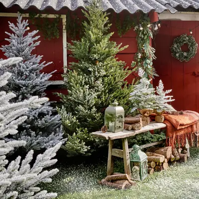 Kerstbomen