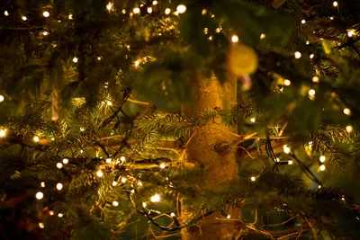 Kerstboomverlichting