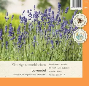 VIPS Lavandula ang. Hidcote P9