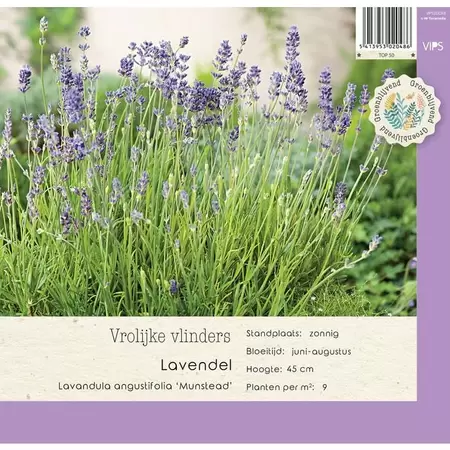 VIPS Lavandula angustifol. Munstead p9