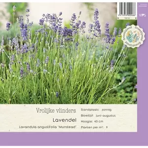 VIPS Lavandula angustifol. Munstead p9