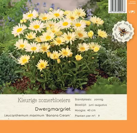 VIPS Leucanthemum max. Banana Cream P9