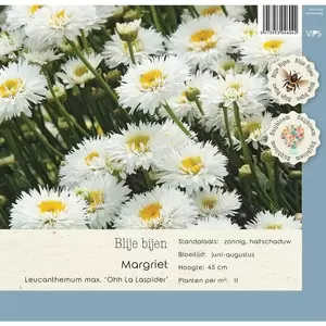 VIPS Leucanthemum max. Ohh La Laspider