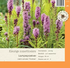 VIPS Liatris spicata Floristan p9