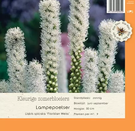 VIPS Liatris spicat Floristan Weiss p9