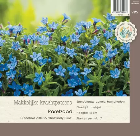 VIPS Lithodora diff. Heavenly Blue  P9