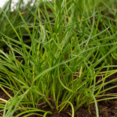 Litorella uniflora