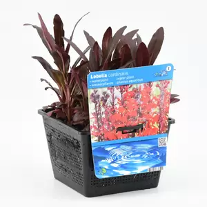 Lobelia cardinalis - afbeelding 2