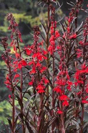 Lobelia cardinalis - afbeelding 2