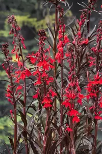 Lobelia cardinalis - afbeelding 2