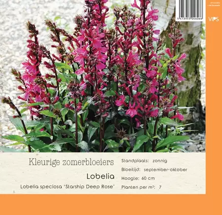 VIPS Lobelia spec. Starship F1 Deep Rose