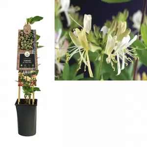 Lonicera per. 'Belgica Select'