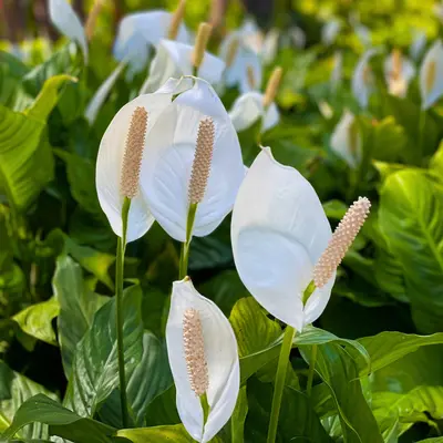 Luchtzuiverende kamerplanten