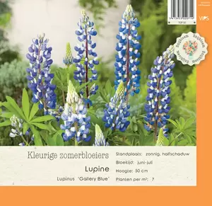 VIPS Lupinus Gallery Blue p9