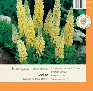 VIPS Lupinus Gallery Yellow p9