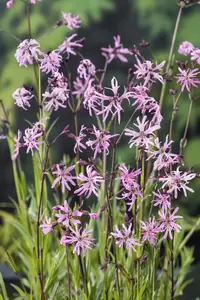 Lychnis flos-cuculi - afbeelding 2